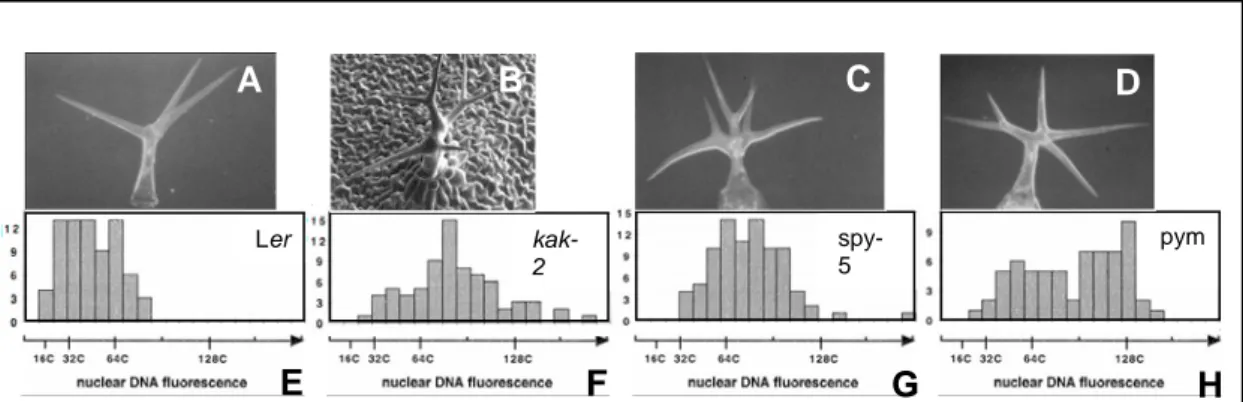 Figure 2: Phenotype of the kak-like mutants potentially implicated in the gibberellin pathway