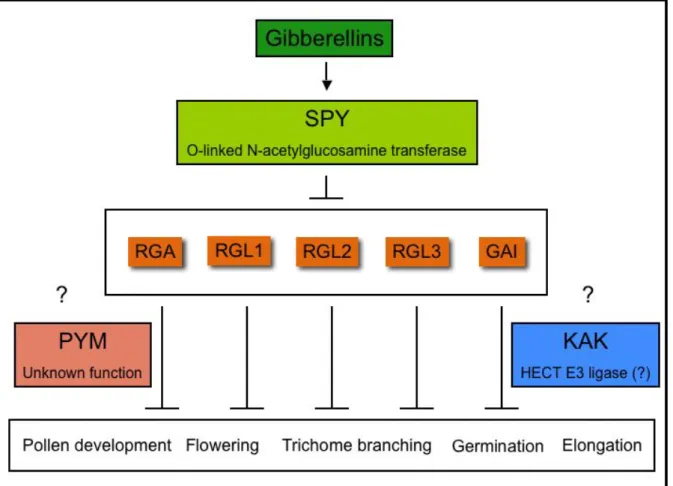 Figure 3: The transduction of the gibberellic acid message. The gibberellins regulate  developmental processes through the action of SPY