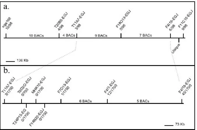 Figure 4: Mapping of POLYCHOME. (a)  POLYCHOME is located on the chromosome II between  T11A7-EGJ and F4I18-EGJ