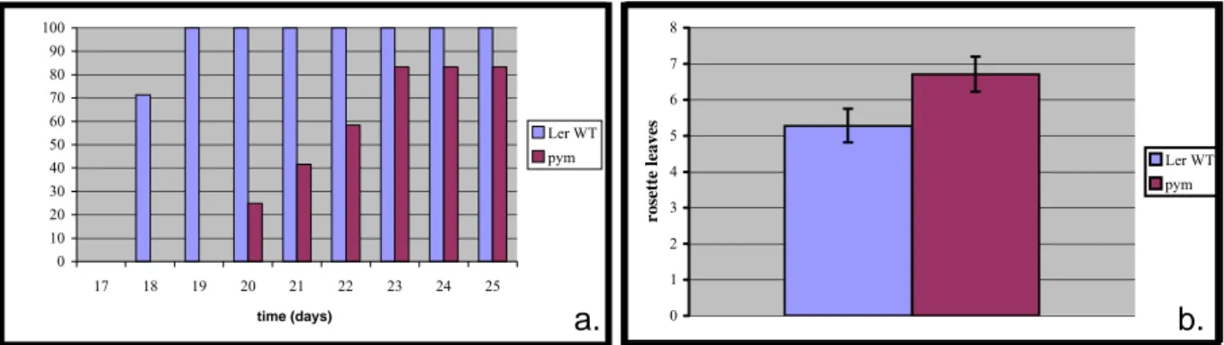 Figure 7:  (a) Kinetics of flowering of Ler  wild-type and pym plants. The results are shown in  percentage of flowering plants in relation to the total population
