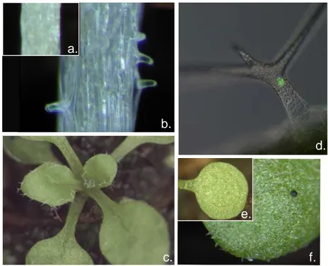 Figure 10: Involvement of KAKTUS in the establishment of trichome patterning. (a) Glabrous  hypocotyl of a Ler wild-type plant