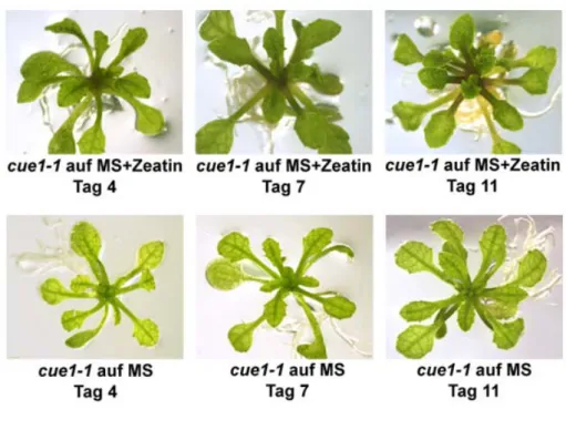 Abb. 3.6.1: Fütterung der cue1-1-Mutanten mit 1 µM trans-Zeatin im Vergleich zur Kontrolle (MS) 