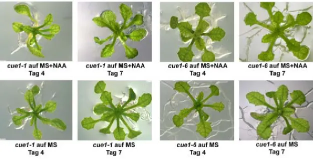 Abb. 3.8.1: Anzucht der cue1-Mutanten auf MS, supplementiert mit 1 µM NAA, im Vergleich zu Kontrolllinien  (MS) 