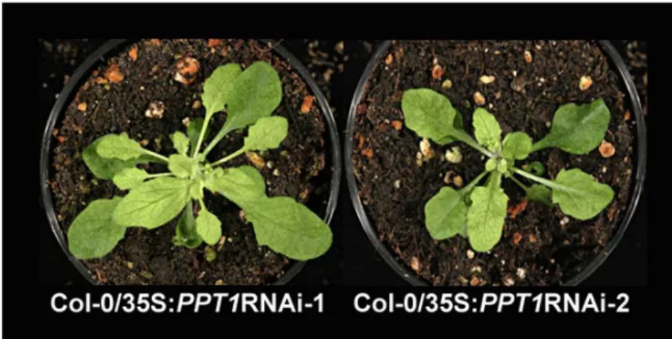 Abb. 3.9.1.2: Entwicklung eines retikulierten Blattphänotyps in den Col-0/35S:AtPPT1-RNAi Linien 