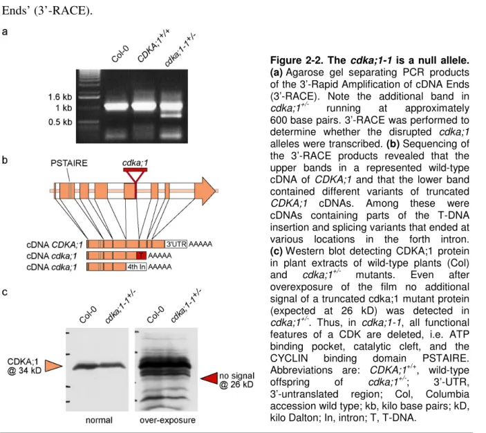 Figure  2-2.  The  cdka;1-1  is  a  null  allele. 