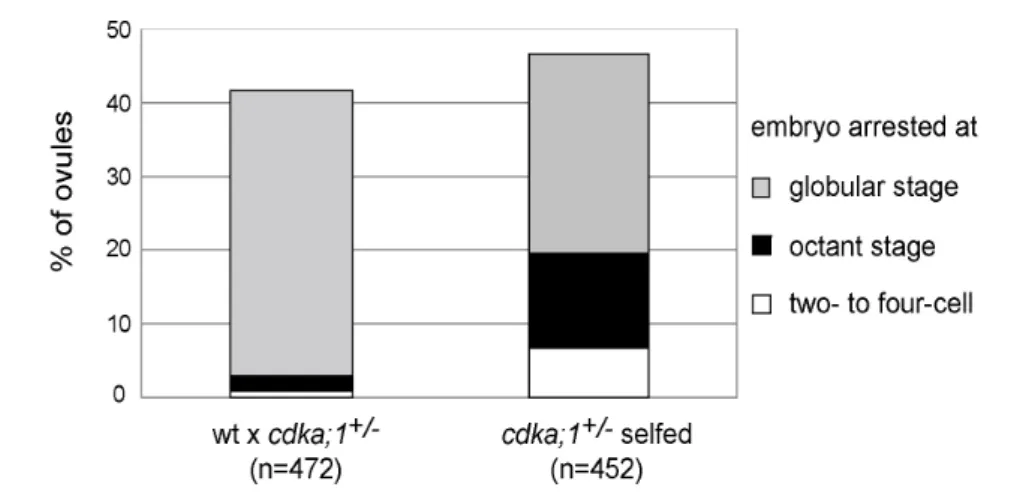 Figure  2-5.  Homozygous  cdka;1  mutants  abort  early  in  embryo  development.  Diagram  comparing  the  stages  of  embryo  arrest  in  wild-type  plants  pollinated  with  cdka;1  pollen  to  selfed  cdka;1 +/- plants