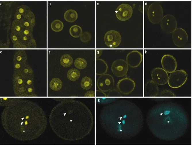 Figure  2-6.  CDKA;1:YFP  dynamics  during  pollen  development.  Homozygous  cdka;1 -/-   mutants  fully complemented by a Pro CDKA;1 :CDKA;1:YFP construct