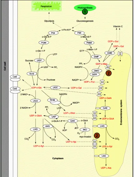 Abb. 1: Schematische Darstellung der Kompartimentierung von der Synthese von  Glycokonjugaten im Endomembransystem vorgeschalteten Reaktionen in Arabidopsis thaliana  (nach Seifert, 2004)