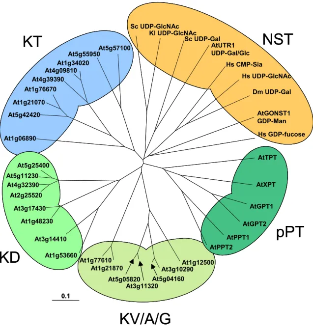 Abb. 3: Graphische Darstellung des Ergebnisses eines Sequenzvergleichs von Proteinen der  NST- und pPT-Familie mit ähnlichen Transportproteinen aus A