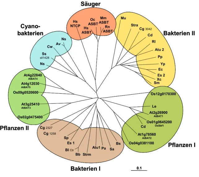 Abb. 5: Graphische Darstellung des Ergebnisses eines Sequenzvergleichs von Proteinen der  BASS-Familie aus Säugern, Pflanzen und Bakterien