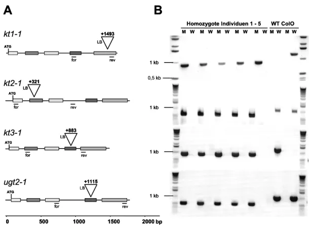 Abb. 12: Identifizierung homozygoter KT-T-DNA-Insertionslinien. A) Schematische Darstellung  der Genloci mit Exons und Introns sowie identifiziertem Insertionsort relativ zum ATG und  Primerbindestellen LB (left border der T-DNA), for + rev (genspezifische