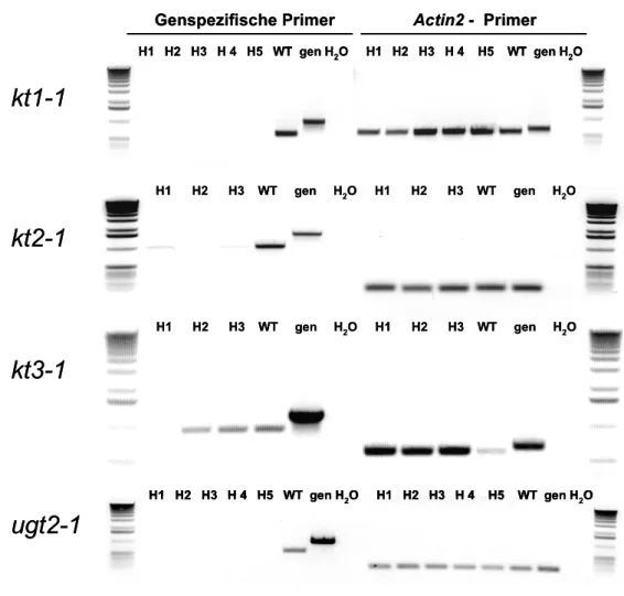 Abb. 13: Überprüfung homozygoter KT-T-DNA-Insertionslinien auf KT-Expression mittels RT- RT-PCR