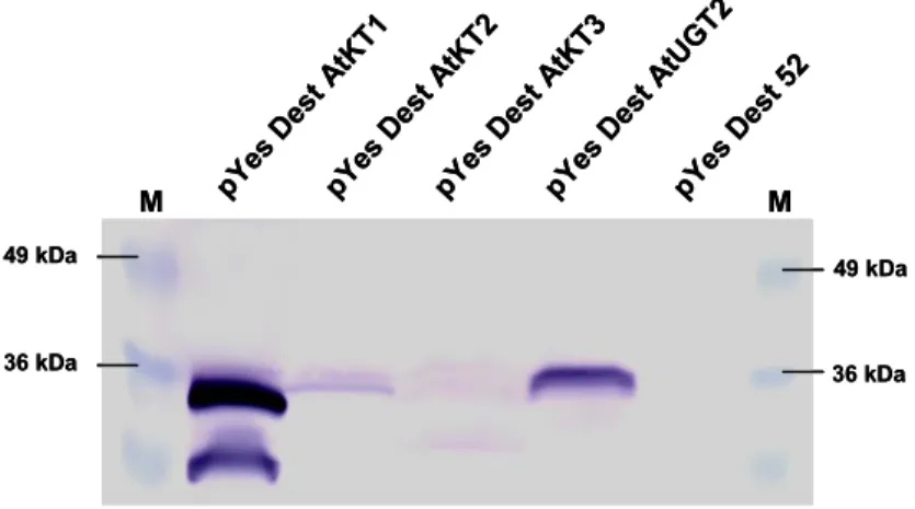 Abb. 18: Western-Blot-Analyse zum Nachweis der in Hefe heterolog synthetisierten KT- KT-Proteine 1, 2, 3 und UDP-GalT2 (UGT2)