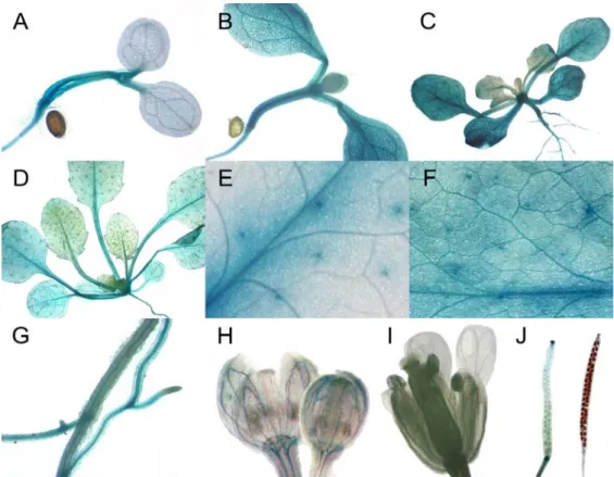 Figure 3.7: Histochemical GUS staining of Pro HIG1/MYB51 -GUS plants. (A) 3-day and (B) 7-day  old seedling; (C) young and (D) mature rosette; (E) young rosette leaf; (F) fully expanded rosette leaf; (G) main and lateral root; (H) young and (I) mature flow
