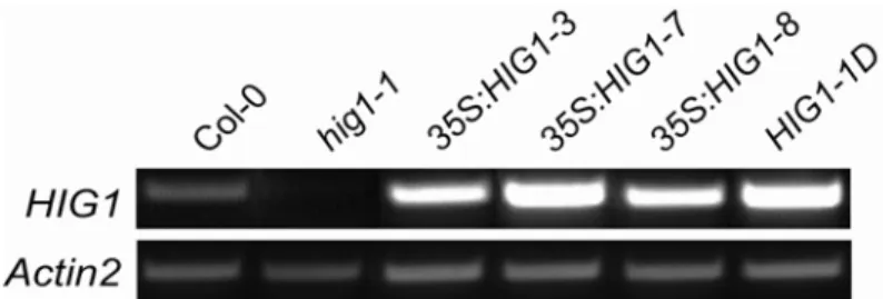 Figure 3.8: RT-PCR analysis of samples taken from wild-type (Col-0), knock-out (hig1-1),  three independent overexpression lines (35S:HIG1-1,3,7) and the activation-tagging mutant  (HIG1-1D)