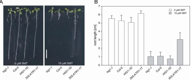 Figure 3.11: Growth phenotype on media containing 5-methyl tryptophan (5MT) of wild-type  (Col-0), hig1-1 knock-out, HIG1-1D and an ATR1/MYB34 overexpression line  (35S:ATR1-17; Gigolashvili et al., 2007)