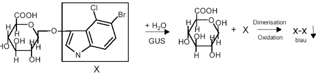 Abb. 2.1: Reaktionsschema des Nachweises der  β -Glucuronidase (GUS) -Aktivität unter  Verwendung des Substrates X-Gluc im quantitativen GUS-Test