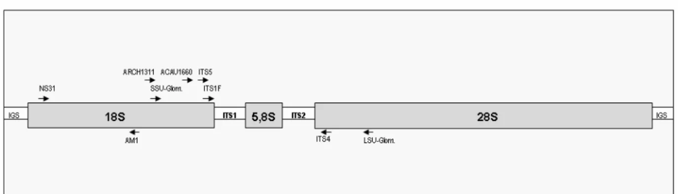 Abb. 2.4  Lage der Primer innerhalb einer rDNA-Einheit, verändert nach White et al. (1990) 