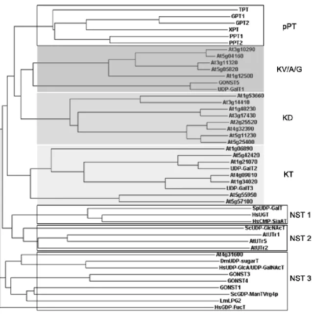 Figure 2. Phylogenetic tree of NST/pPT proteins. 