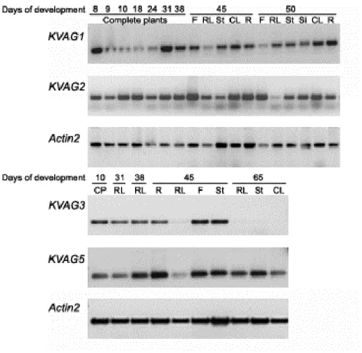 Figure 7. Expression analysis of KVAG genes by semiquantitative RT-PCR. 