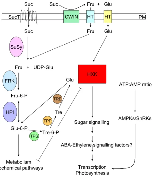 Figure 1.  Simplified model of glucose signalling  