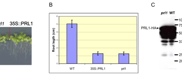 Figure 7.  Genetic complementation assay with the CaMV35S:PRL1-HiA construct  