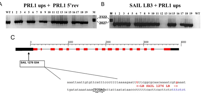 Figure 13.  Localization of the T-DNA insertion in the prl1-5 (SAIL_1276 G04) mutant  