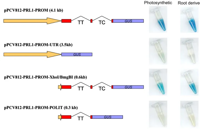 Figure 16.  GUS histochemical assay of activities of PRL1 promoter deletion constructs in cell  suspensions 