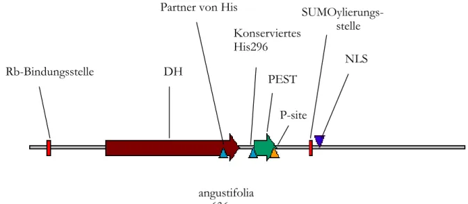 Abbildung 12: Schematische Beschreibung von ANGUSTIFOLIA Rb-Bindungsstelle: Retinoblastoma- Bindungsstelle.