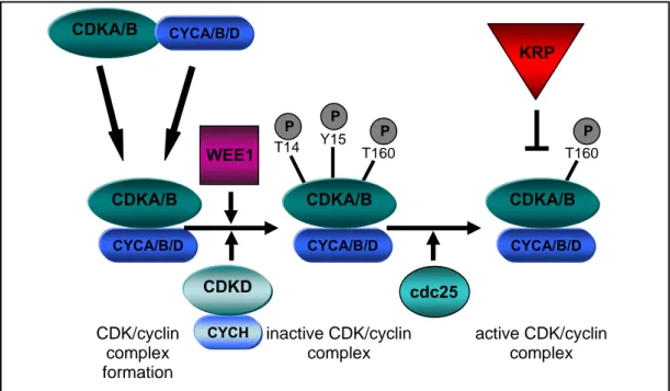 Figure 2 CDK-regulation in Arabidopsis 