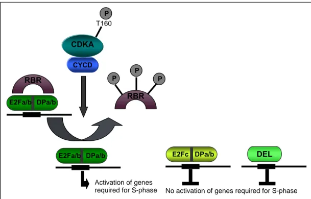 Figure 3 The RBR-E2F pathway in Arabidopsis 