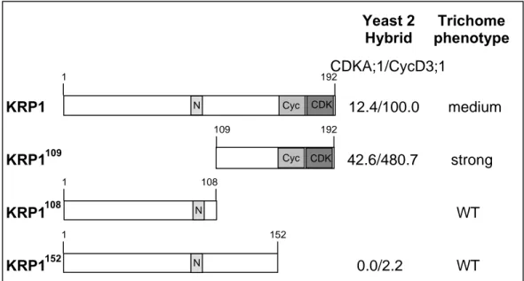 Figure 7 The KRP1 domains 