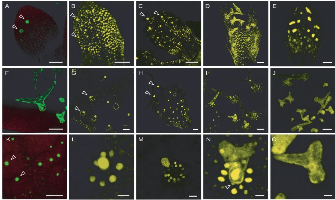 Figur e 10 Localization of KRP1 in endor eplicating trichome cells