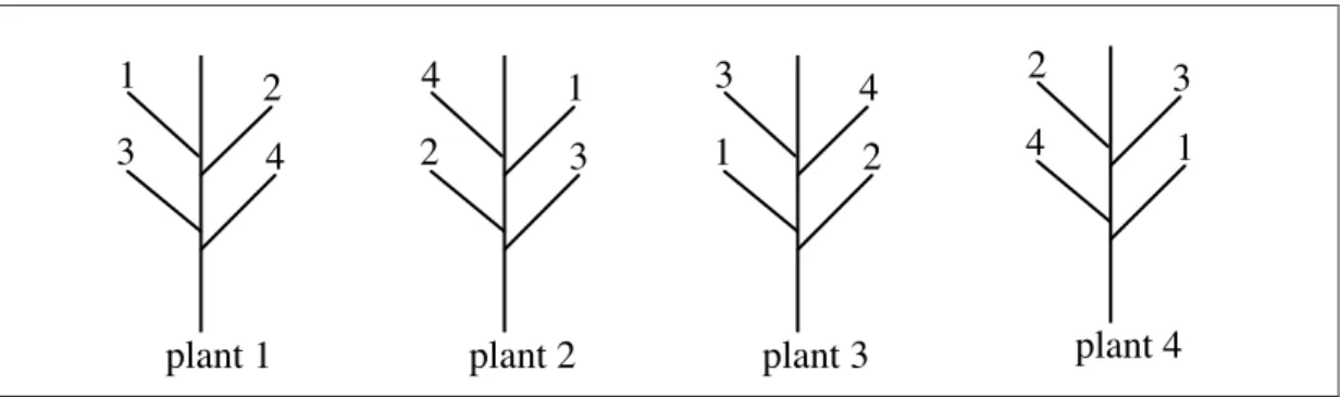 Figure 3.10:  Model of taking leaf discs in a time course experiment