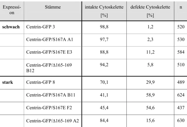 Tab. 7: Stabilität der Cytoskelette in C-terminal veränderten Centrin-GFP Stämmen  Zellen wurden mit 1,5 % Triton X-100 behandelt und für die Immunfluoreszenz fixiert