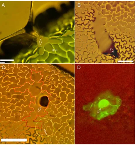 Figure 13: Leaf epidermal imprints and a fluorescent micrograph showing the features of wt and gl2  trichomes
