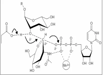Abb. 7: SN2-Mechanismus einer invertierenden  Glycosyltransferase, Erklärung siehe Text  [Abb