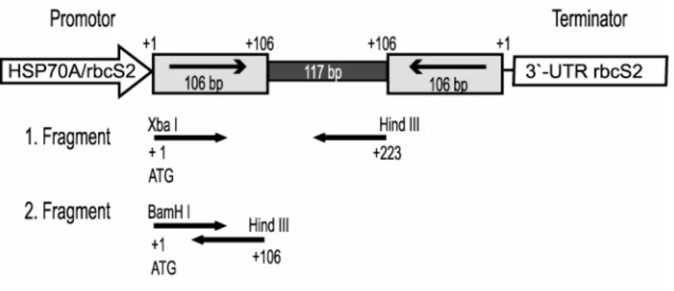 Abbildung 1: Design des RNAi-induzierenden Vektors pCB740/RNAi 