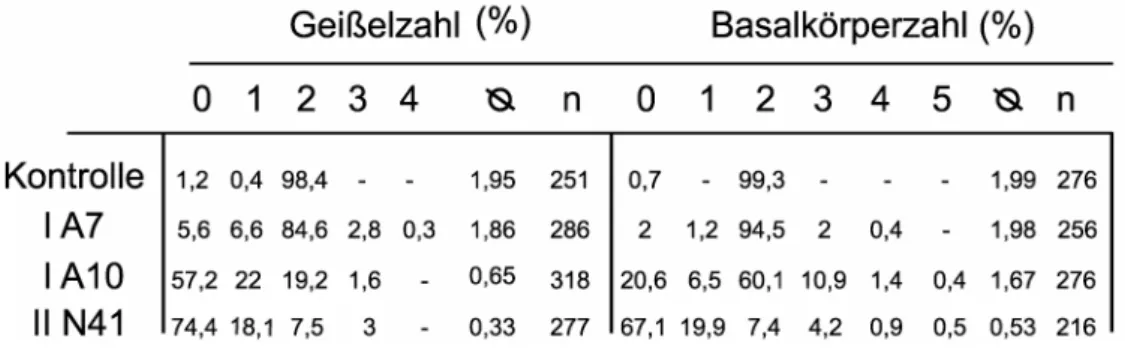 Tabelle 1: Übersicht über Geißel- bzw. Basalkörperzahlen in dem Kontrollstamm und den RNAi- RNAi-Stämmen I A7, I A10 und II N41 