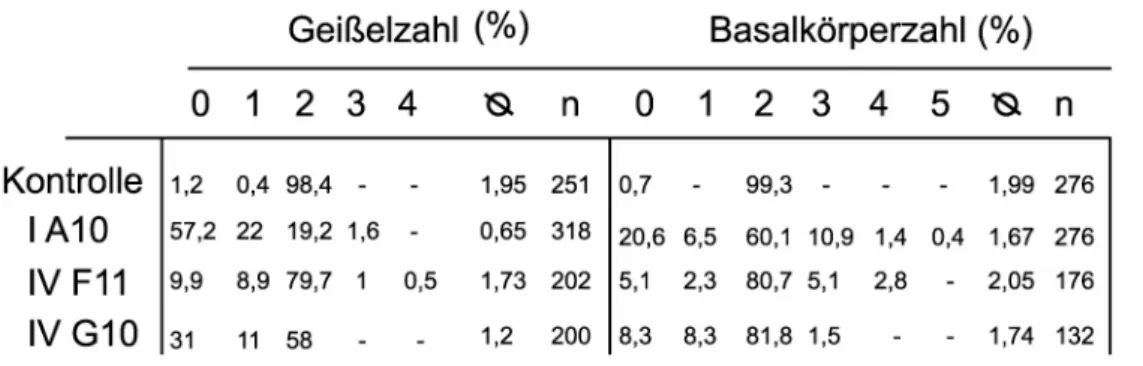 Tabelle 3: Übersicht der Geißel- bzw. Basalkörperzahlen der für die Mitoseversuche  eingesetzten Kontroll- und RNAi-Stämme 