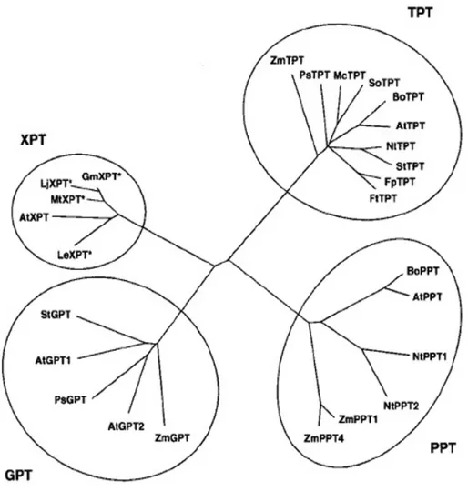 Abbildung 3 (nächste Seite) zeigt einen Vergleich der Aminosäuresequenzen des XPT mit  GPT-Proteinen