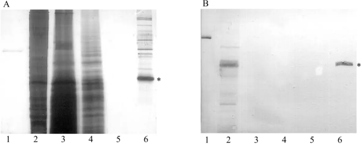 Abbildung 4. Ni 2+ -NTA-Affinitätschromatografie (2.2.4.1) der Membranfraktion eines XPT exprimierenden  S.pombe-Klones