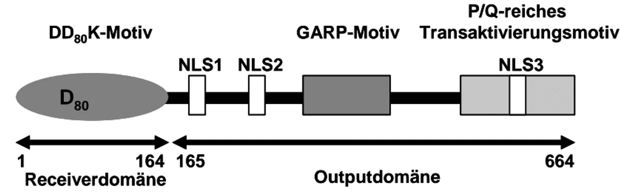 Abb. 1-3: Struktur des Responseregulators 2 aus Arabidopsis (ARR2): Die Aminosäuren 1 bis  164 umfassen die Receiverdomäne (grau) mit den konservierten Aminosäuren DDK, die eine saure  Tasche bilden