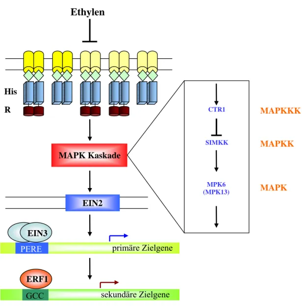 Abb. 1-4: Klassisches Modell der Ethylensignaltransduktion: Die fünf Ethylensensoren ETR1,  ERS1, ETR2, EIN4 und ERS2 agieren als Dimere und sind Mitglieder der  Zwei-Komponenten-Rezeptorfamilie, die durch eine Histidinkinasedomäne (His) und eine Receiverd