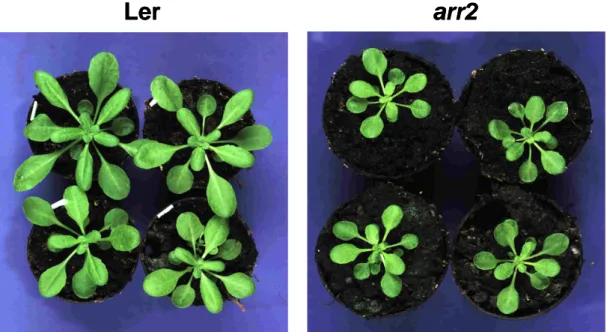 Abb. 3-2: Phänotyp der arr2-Transposoninsertionslinie und des Wildtyps Ler: DiePflanzen  wurden für 30 Tage unter Kurztagbedingungen (8 h Licht) angezogen