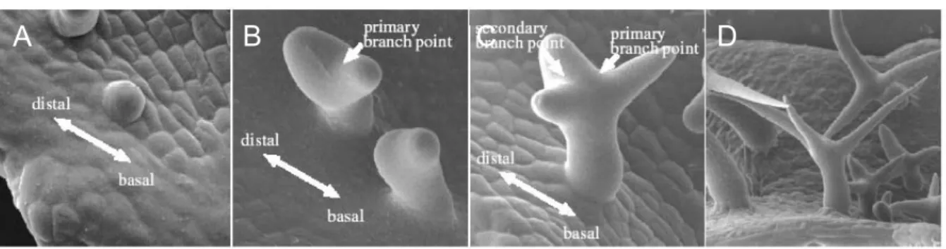 Figure 1: Steps in trichome development. Scanning electron micrographs of developing wild-type  trichomes