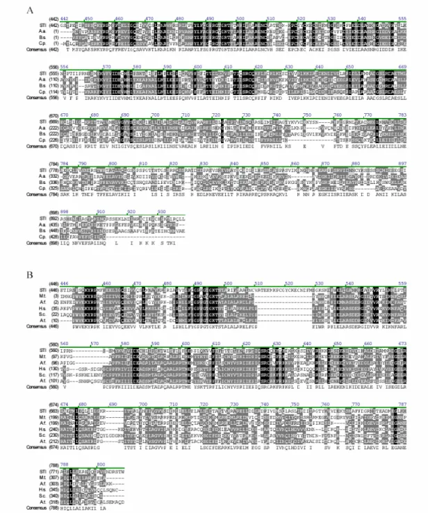 Figure 2: Sequence alignment of STI with prokaryotic DNA polymerase III  γ -subunits and the small  subunits of eukaryotic and archaebacterial replication factor Cs