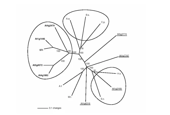 Figure 4: Phylogenetic tree of the STI, the DNA polymerase III  γ -subunit, and the RFC small subunit  family