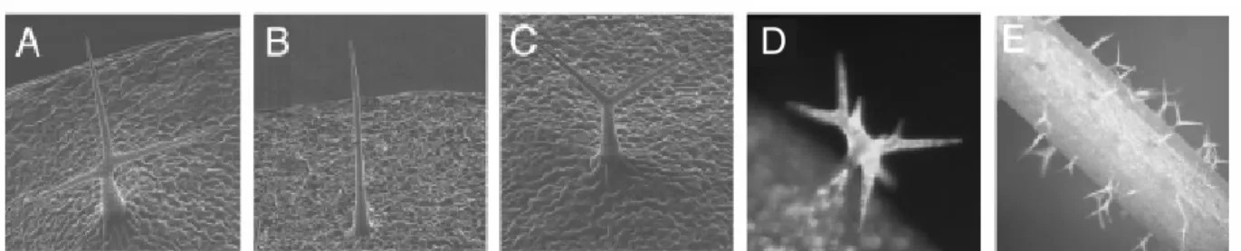 Figure 5: Trichome-phenotypes of sti  and  35S::STI.  (A) – (C) scanning electron micrographs of  trichomes, (A) WT three-branched trichome, (B) sti-146 mutant unbranched trichome, (C) sti-40 mutant  two-branched trichome, (D)  35S::STI leaf trichome with 