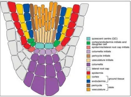 Figure 2. Graphical representation of the organization of different cell types in the root apical meristem (Pérez  et al., 2013)